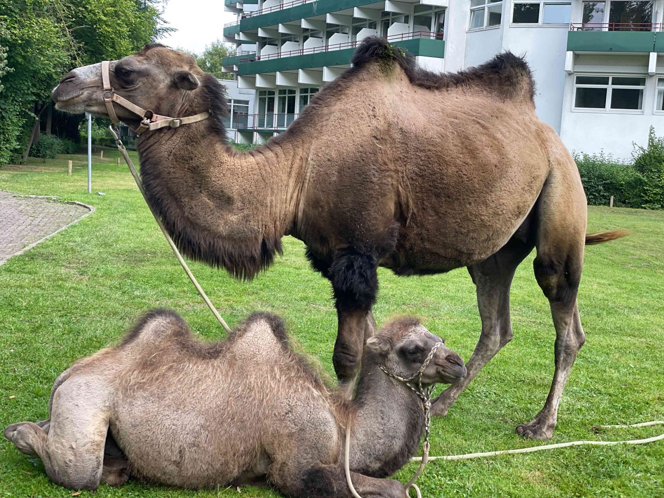 Kamele in Park der Roswithaklinik Bad Gandersheim als Klinik für tiergestützte Therapie